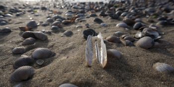 Enter Texel