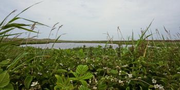 Inselwasser