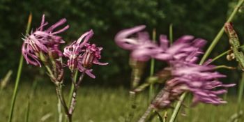 Inselflora und -fauna