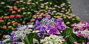 Inselbl&uuml;ten