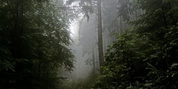Mundatwald im Nass